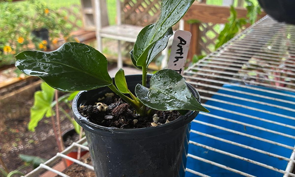 Anthurium-Plowmanii