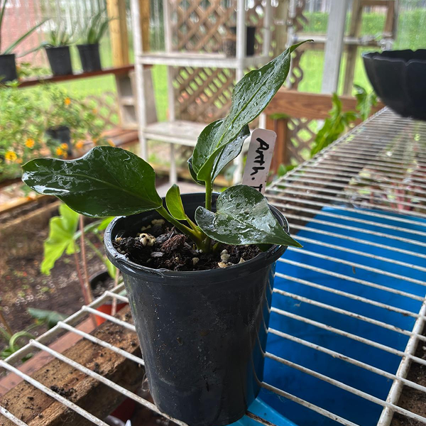 Anthurium-Plowmanii