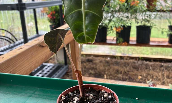 Syngonium-Maria-Merry-1