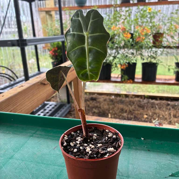 Syngonium-Maria-Merry-1
